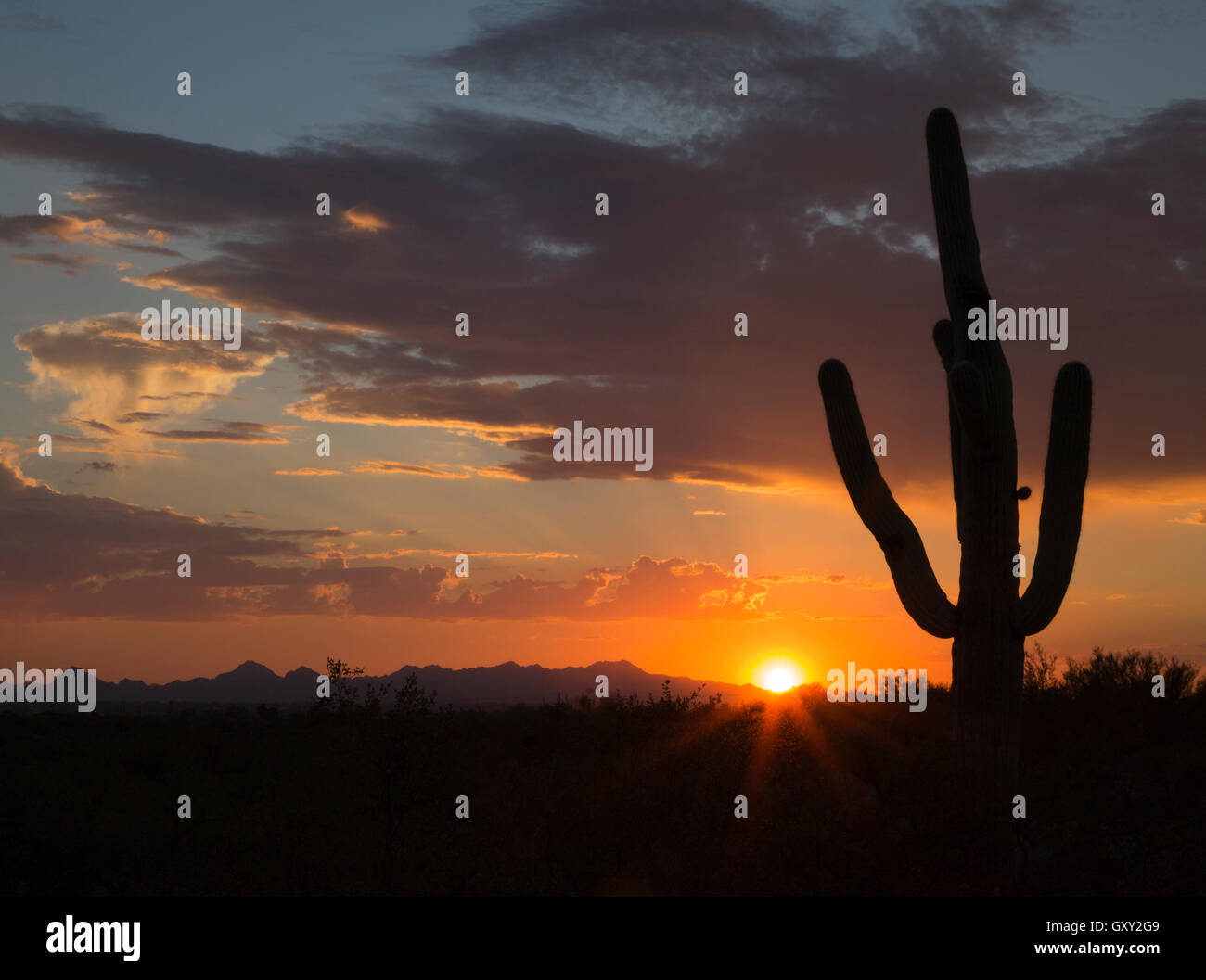 Saguaro cacti at night hi-res stock photography and images - Alamy