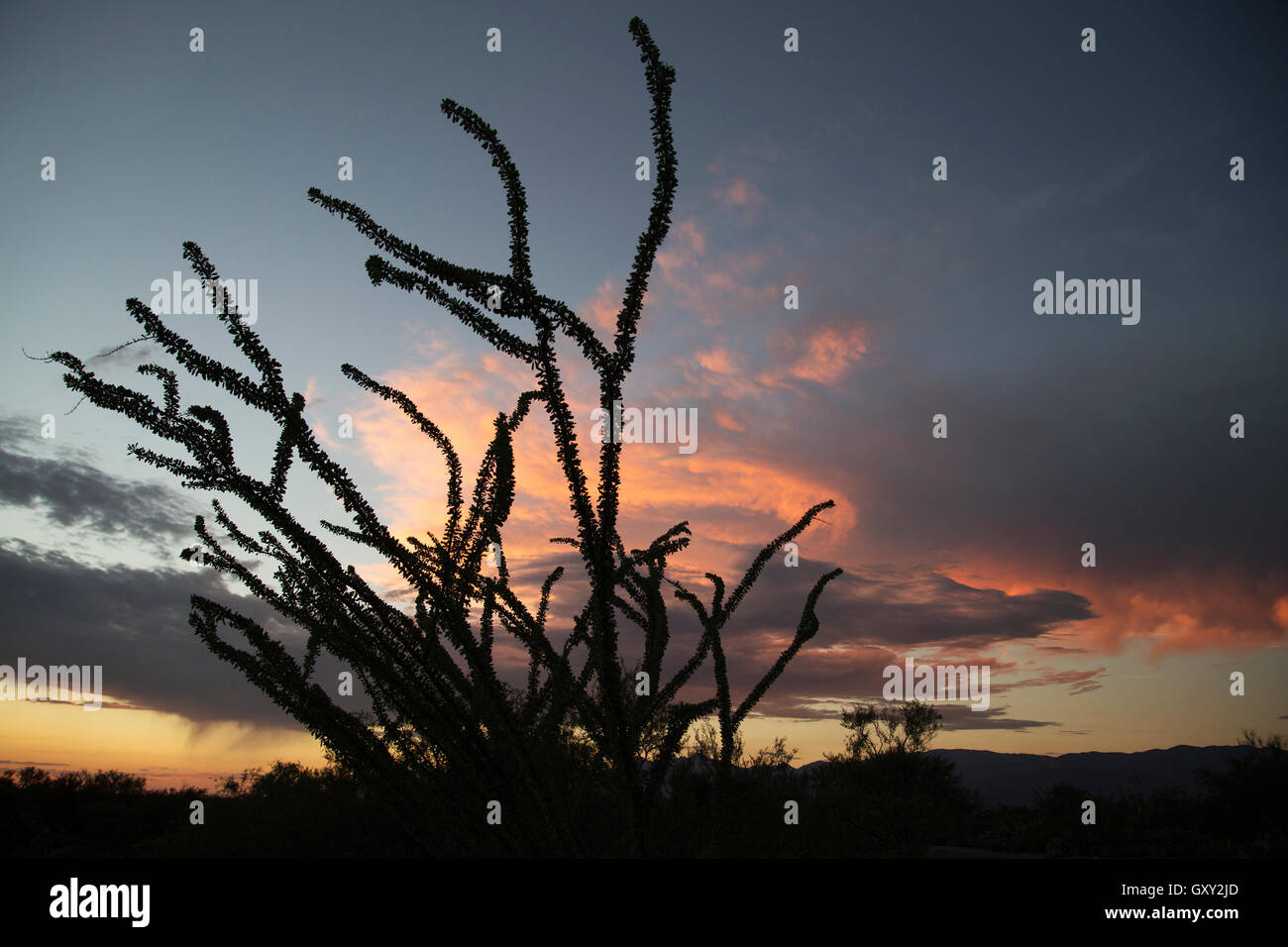 Ocotillo (Fouquieria splendens) in Saguaro National Park at sunset Stock Photo