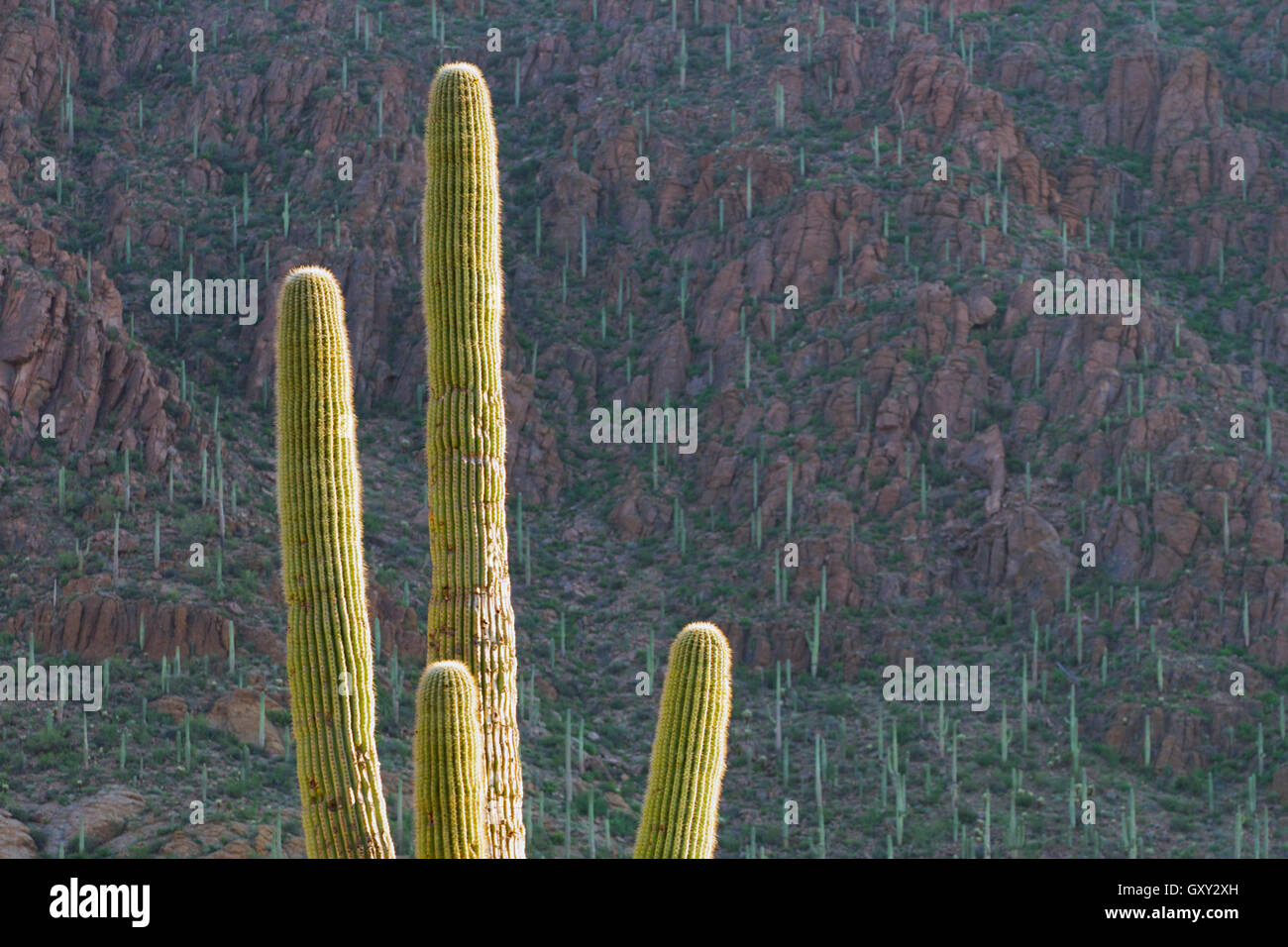 Saguaro cactus in Saguaro National Park, Arizona Stock Photo