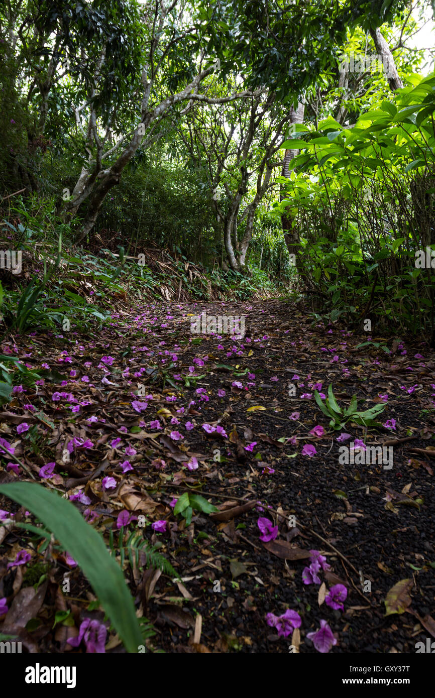 low angle view of a dirty path covered in purple flowers thru the rain forest Stock Photo