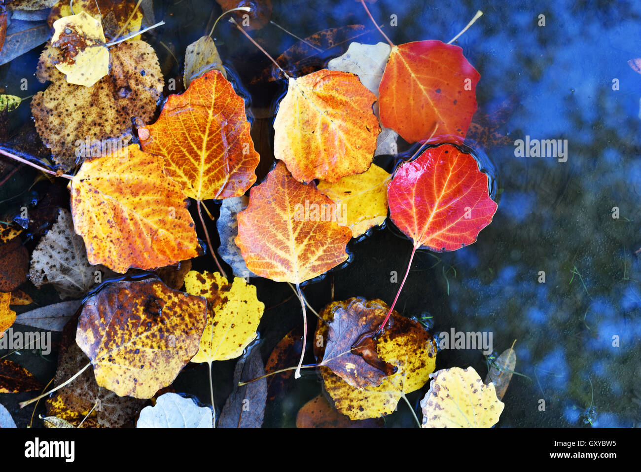 Bright autumn leaves lie in a puddle close-up Stock Photo