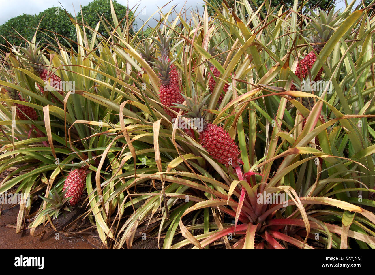 pineapples at Dole plantation, Oahu, Hawaii Stock Photo Alamy