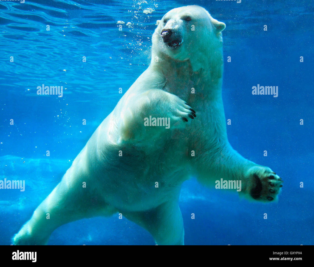 Polar bear swimming underwater Stock Photo Alamy