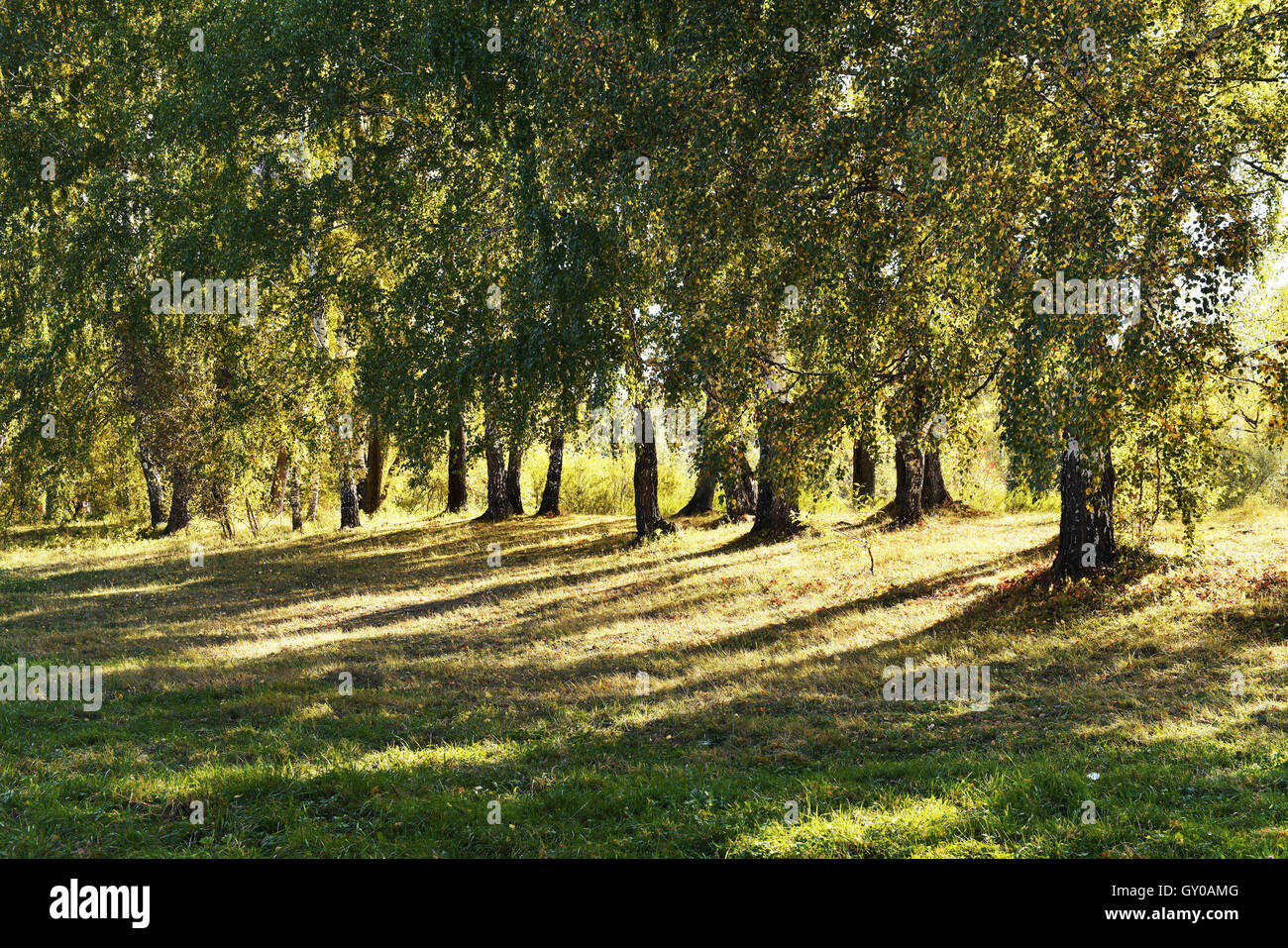 Yellowing leaves of birch trees in the meadow sunny autumn day Stock Photo