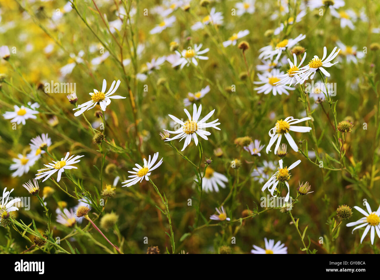Autumn daisies on a park meadow close-up Stock Photo