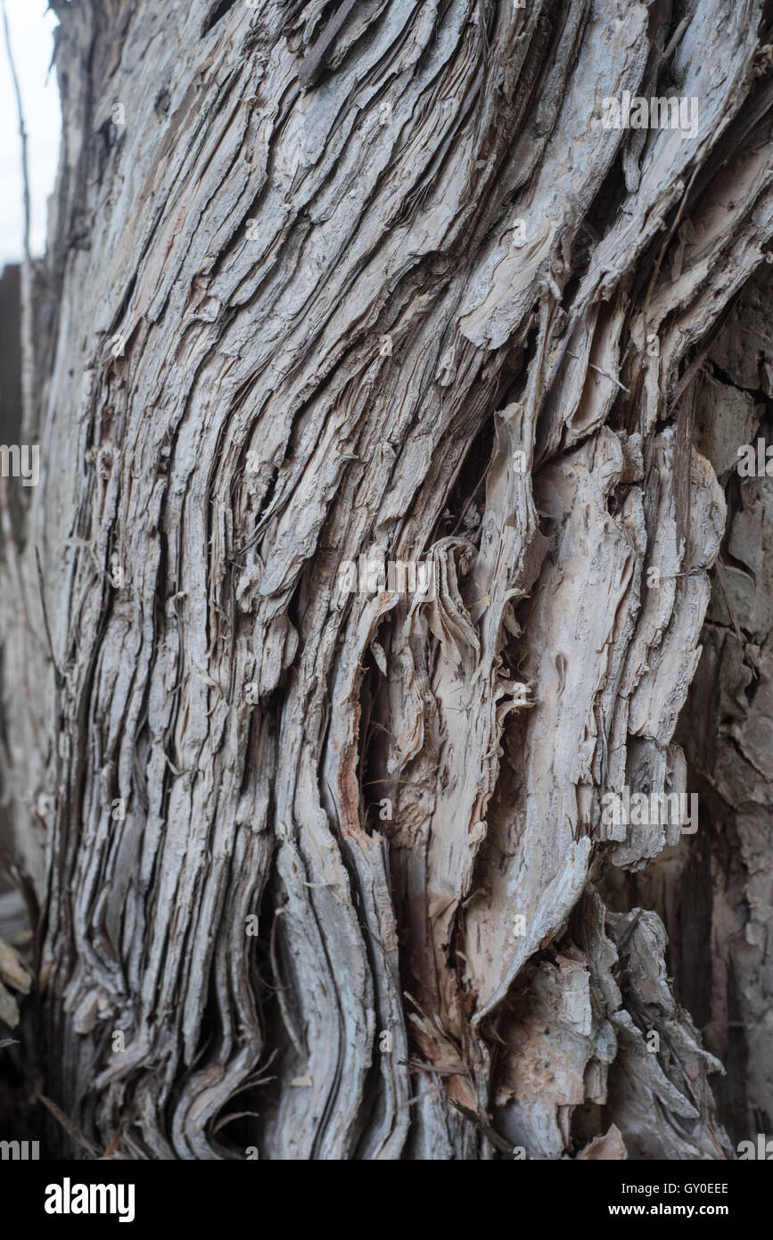 Paper bark tree with layers Stock Photo Alamy