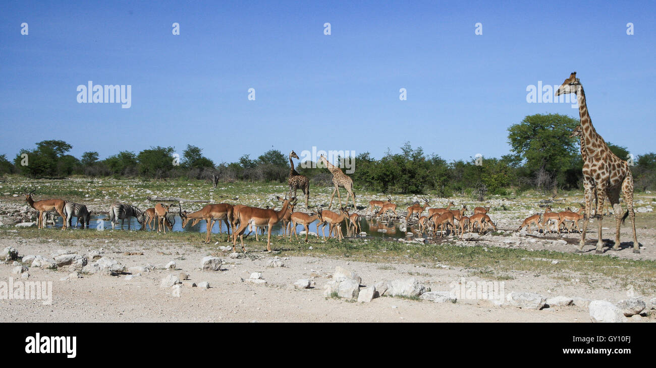 Zebras, Giraffe and Impalas together at a waterhole in The Etosha National Park Namibia Stock Photo