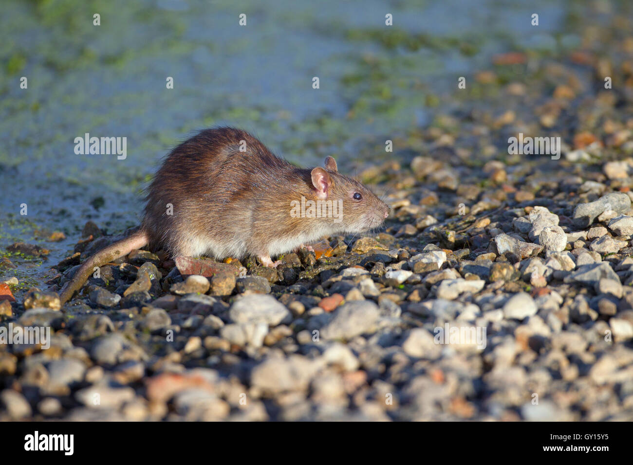 Brown rat Rattus norvegicus feeding on the edge of a duck pond eating