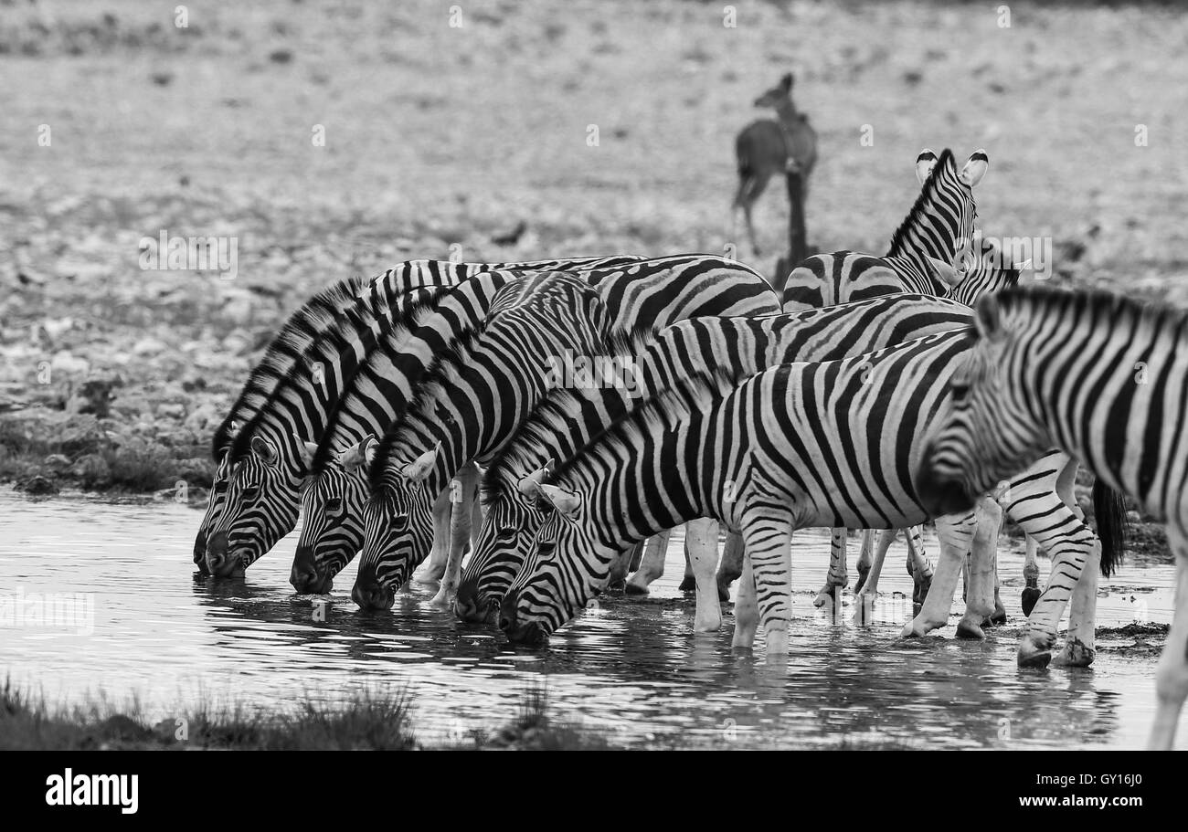 Zebras take a drink at The Etosha National park in Namibia. Stock Photo