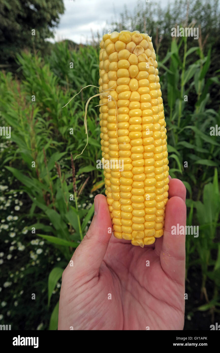 Sweetcorn cob held in a field of maize,Cheshire,England,UK Stock Photo
