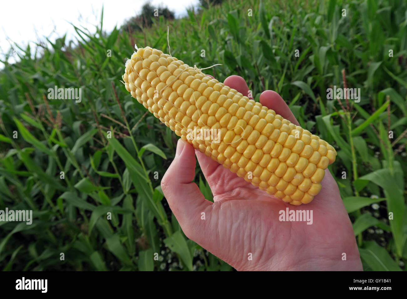 Sweetcorn cob held in a field of maize,Cheshire,England,UK Stock Photo