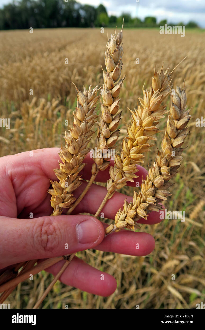 Holding barley in the hand,from a field in summer, Cheshire,England, UK Stock Photo