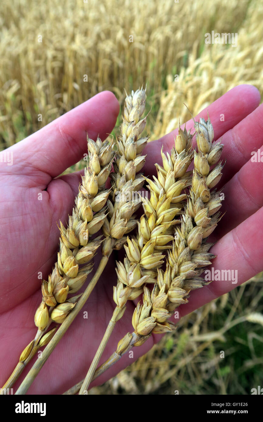 Holding barley in the hand,from a field in summer, Cheshire,England, UK Stock Photo
