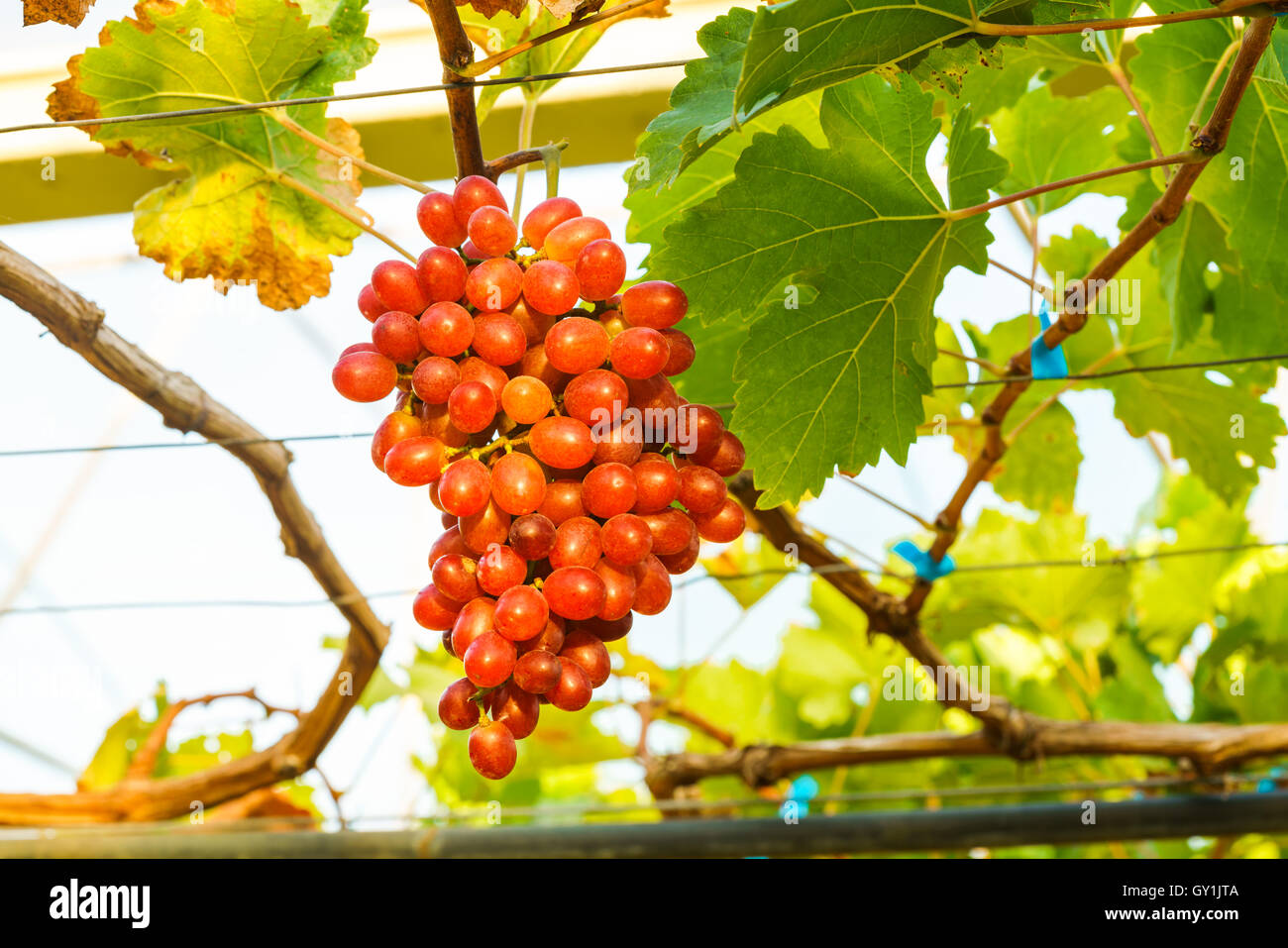 Crimson seedless grapes on a vine Stock Photo