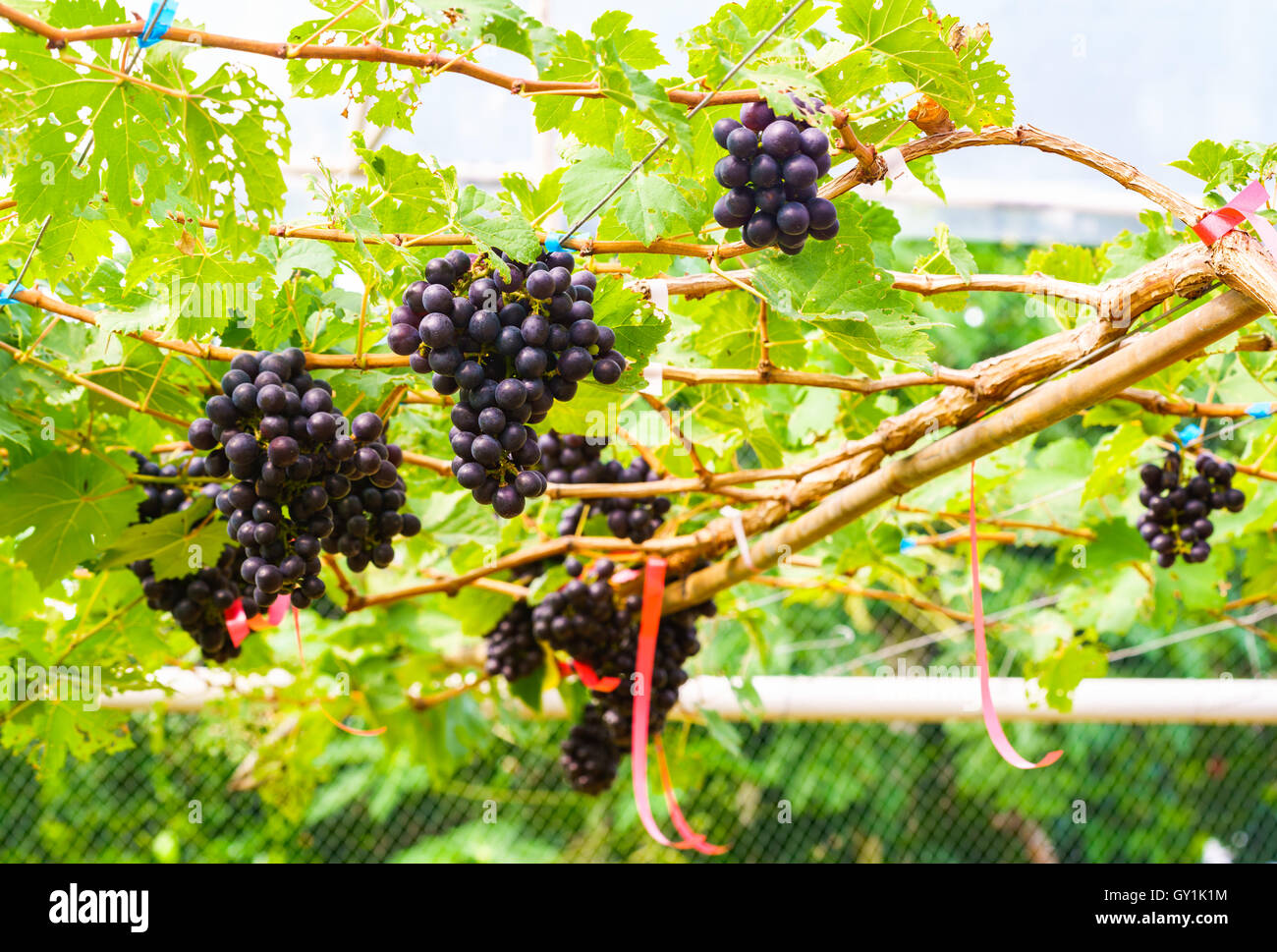 Marroo Seedless grapes on a vine Stock Photo