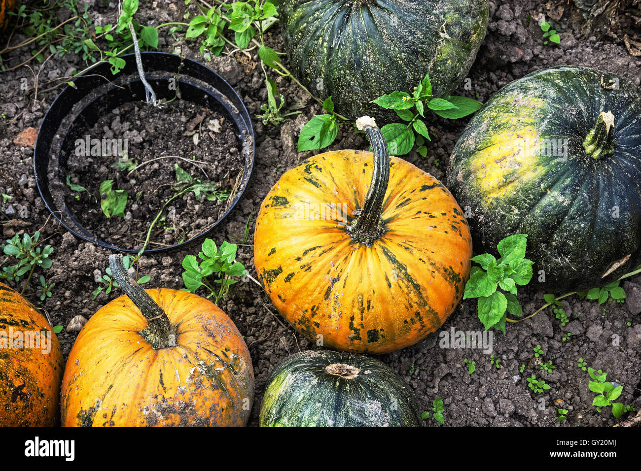 Close up photo of ripe pumpkins in the garden. Autumn harvest ...