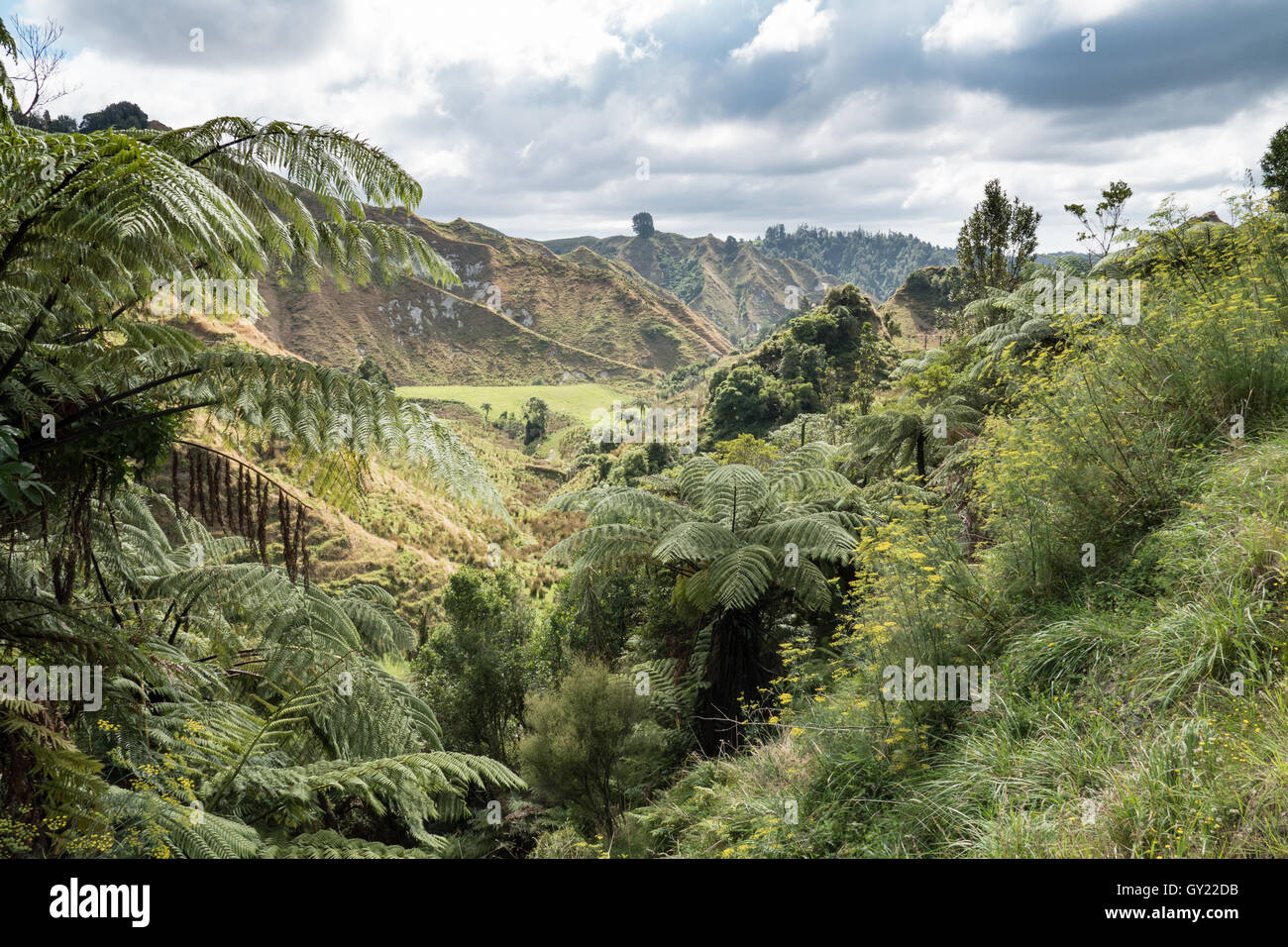 Uri Runtu Nz Uruti hi-res stock photography and images - Alamy