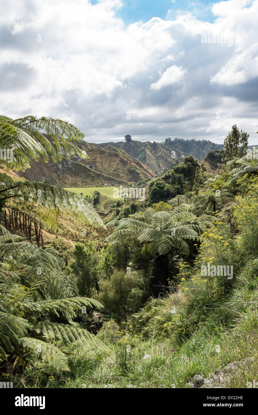 Uri Runtu Nz Uruti hi-res stock photography and images - Alamy