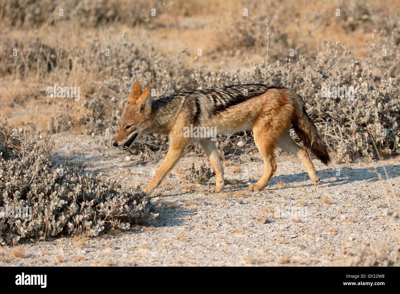 Black-backed jackal, Canis mesomelas, single mammal,     South Africa, August 2016 Stock Photo