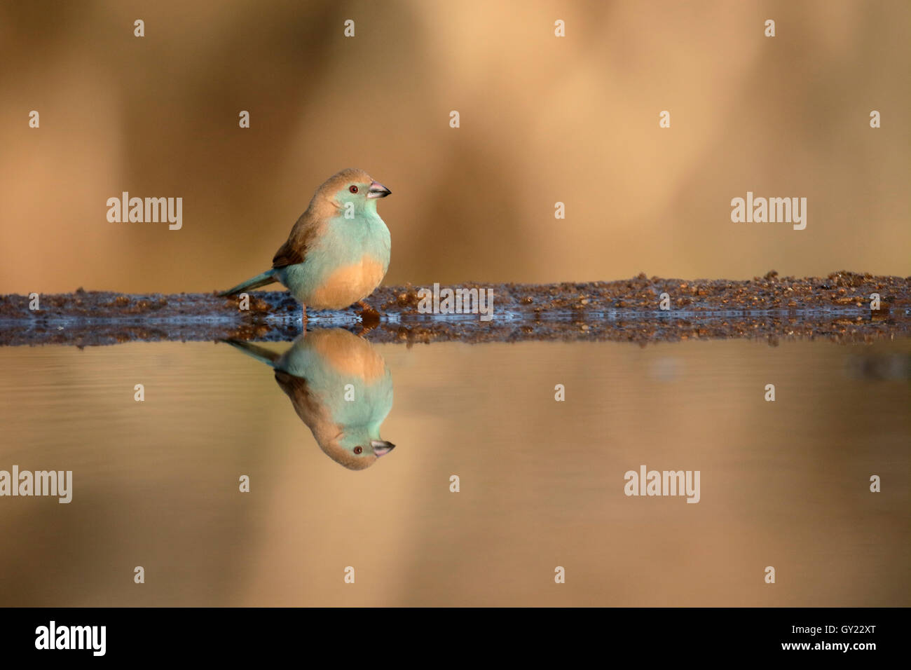 Blue waxbill or blue-breasted cordon-bleu, Uraeginthus angolensis, single bird at water, South Africa, August 2016 Stock Photo