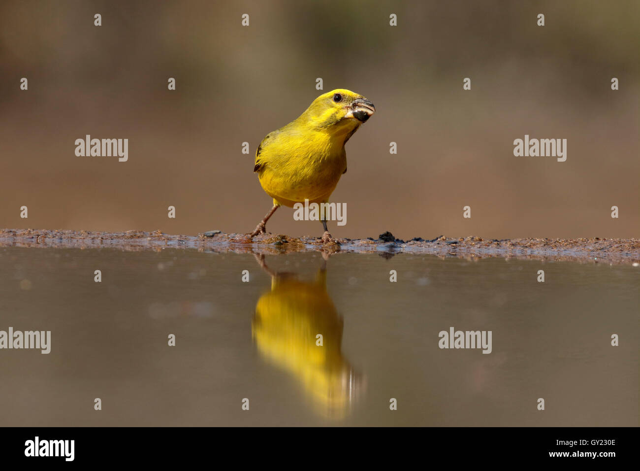 Bully canary, Serinus sulphuratus, single bird at water,   South Africa, August 2016 Stock Photo