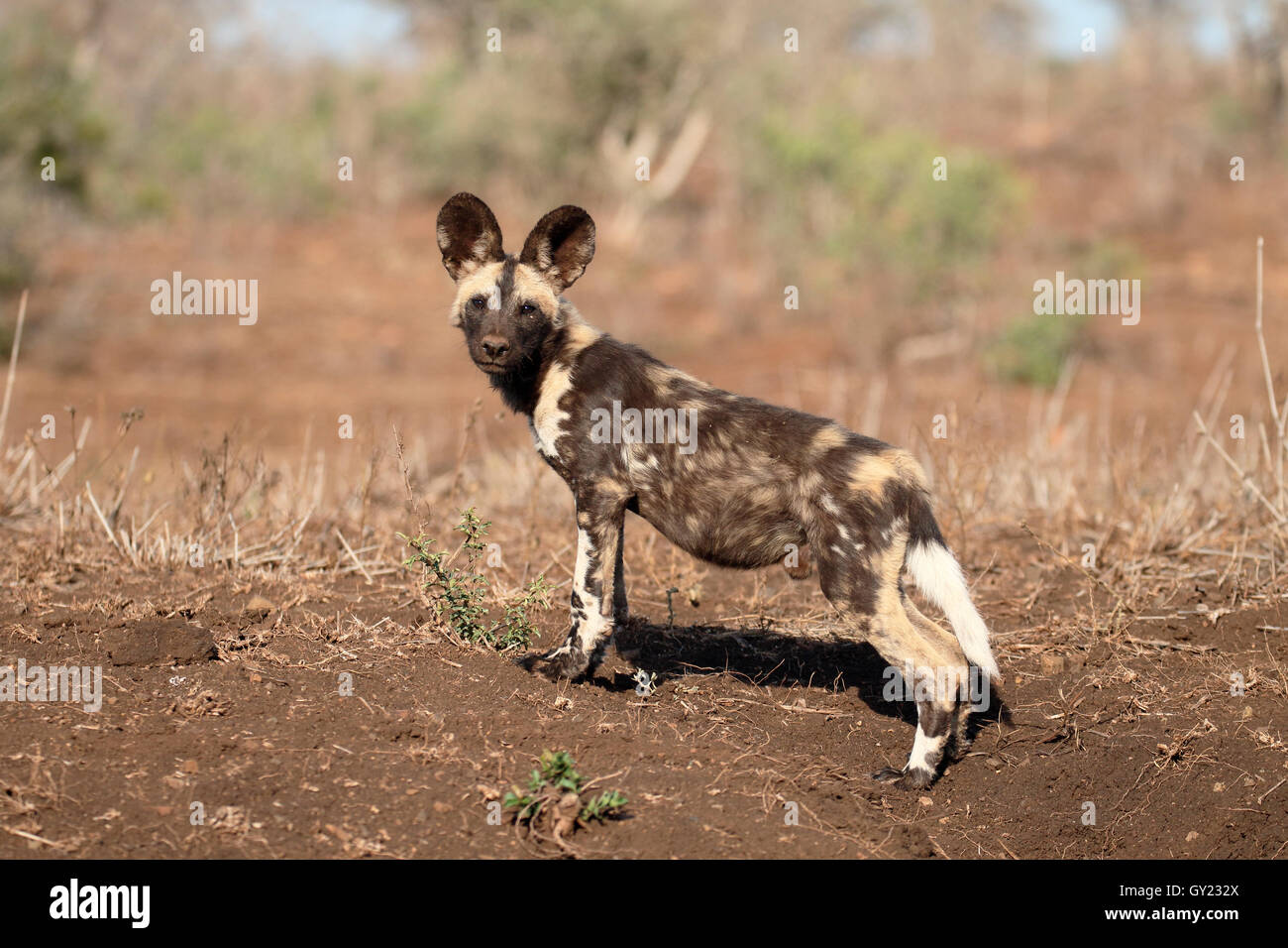 African cape hunting dog, Lycaon pictus, single mammal, South Africa, August 2016 Stock Photo