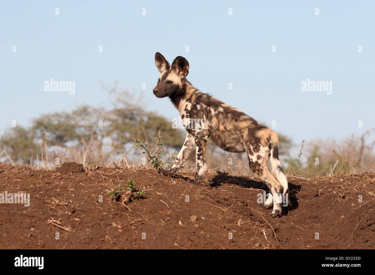 African cape hunting dog, Lycaon pictus, single mammal, South Africa, August 2016 Stock Photo