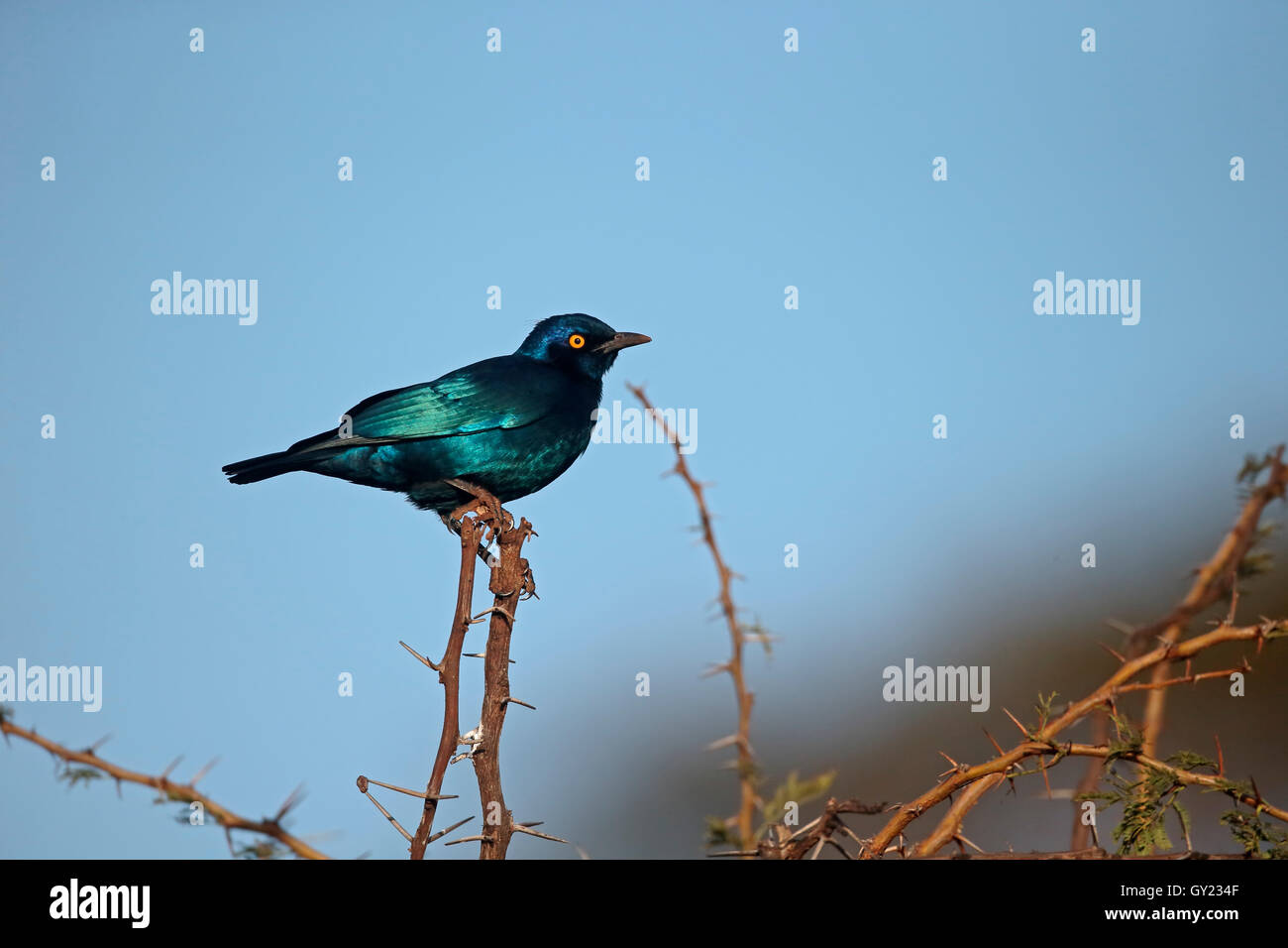 Cape-glossy starling, Lamprotornis nitens, single bird on branch, South Africa, August 2016 Stock Photo