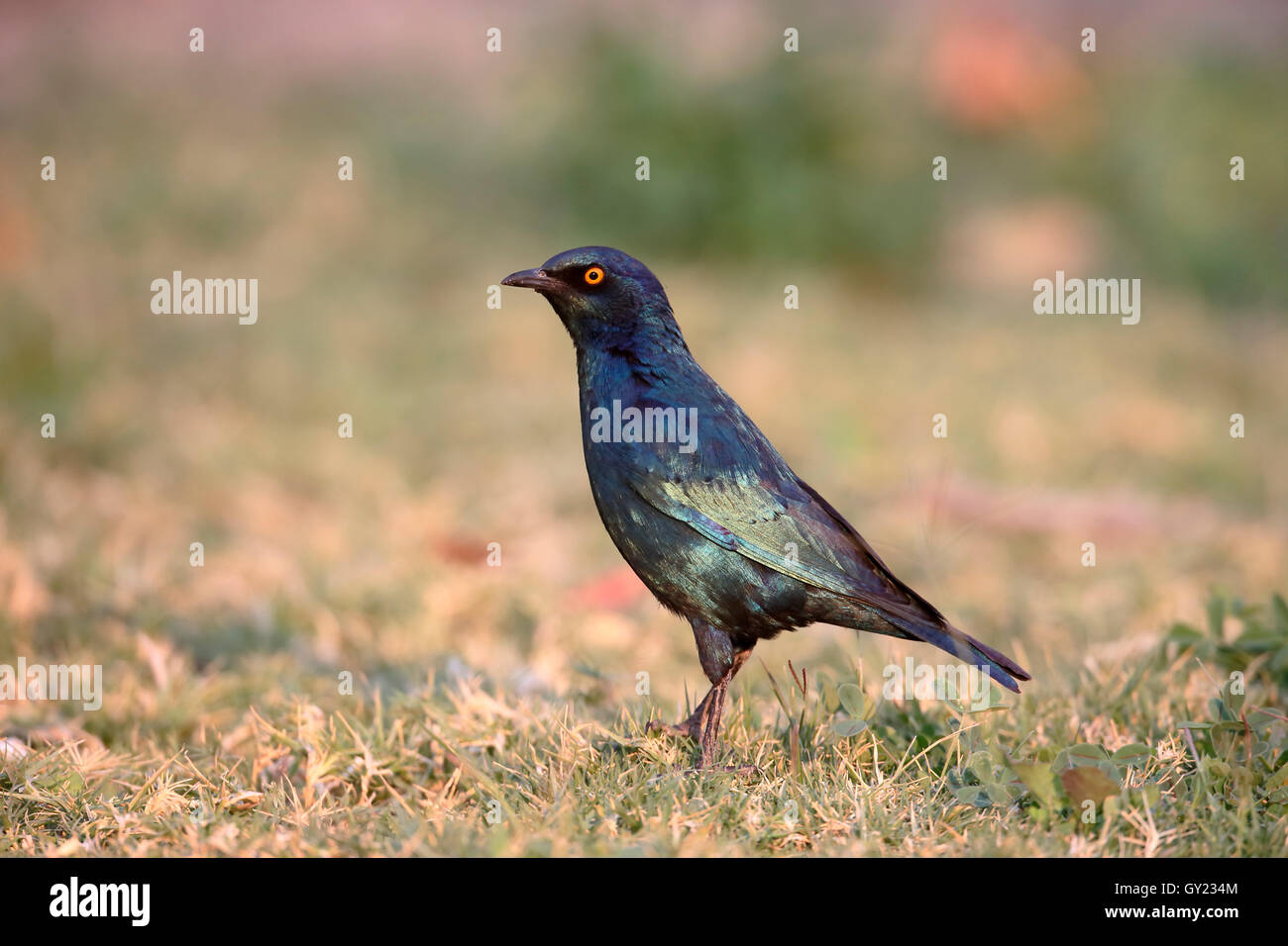 Cape-glossy starling, Lamprotornis nitens, single bird on floor, South Africa, August 2016 Stock Photo