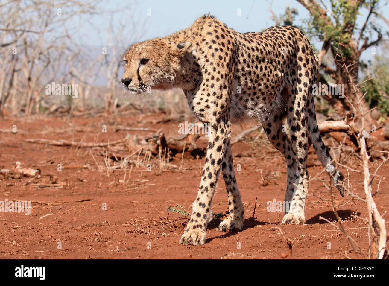 Cheetah, Acinonyx jubatus, single cat, South Africa, August 2016 Stock Photo
