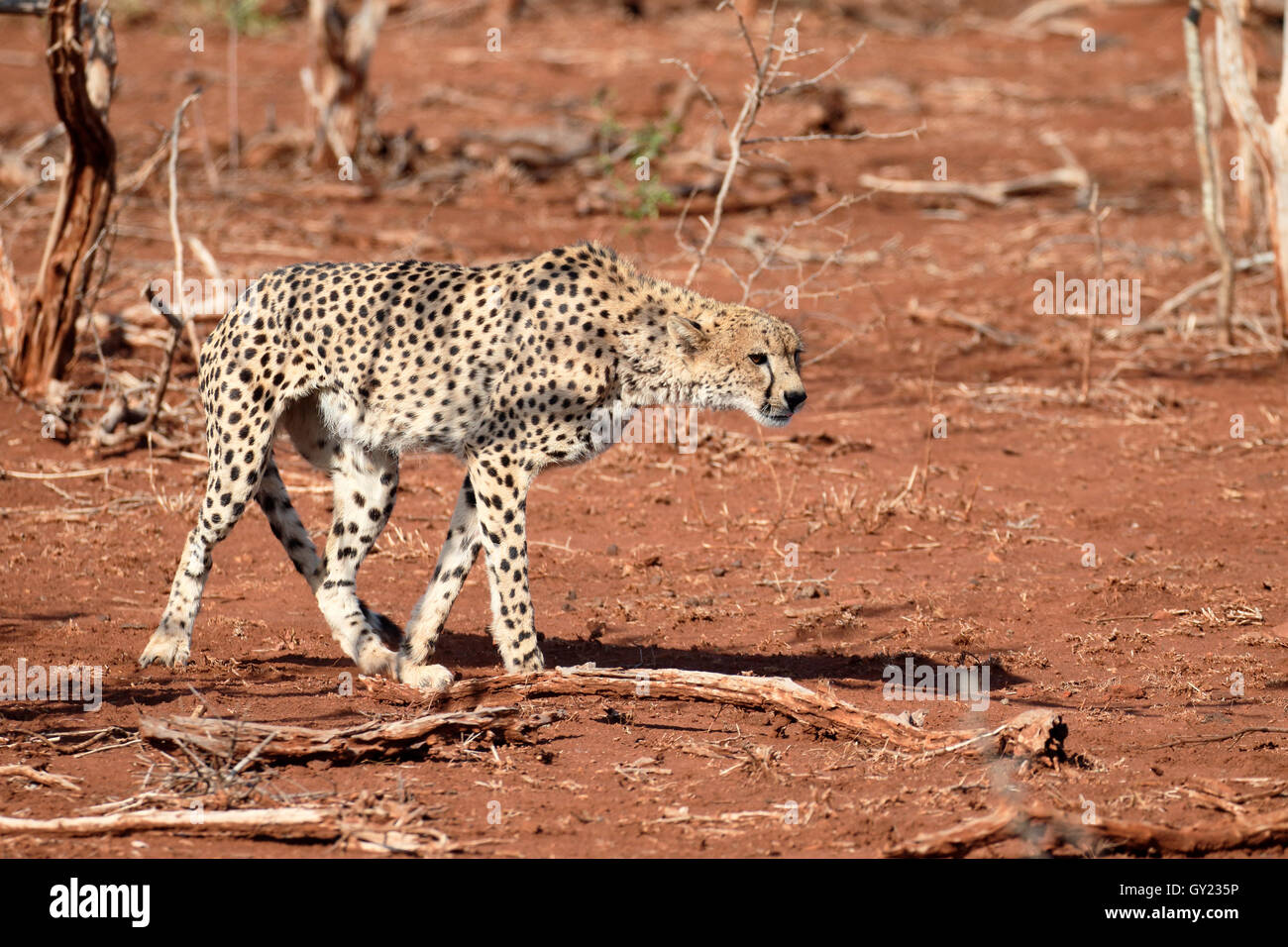 Cheetah, Acinonyx jubatus, single cat, South Africa, August 2016 Stock Photo