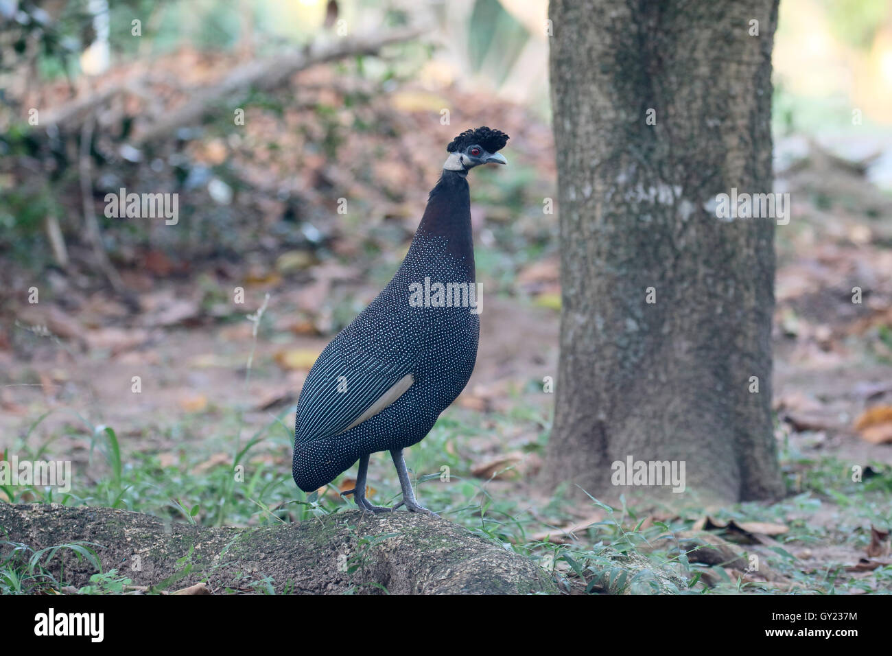 Crested guineafowl, Guttera pucherani, single bird, South Africa, August 2016 Stock Photo