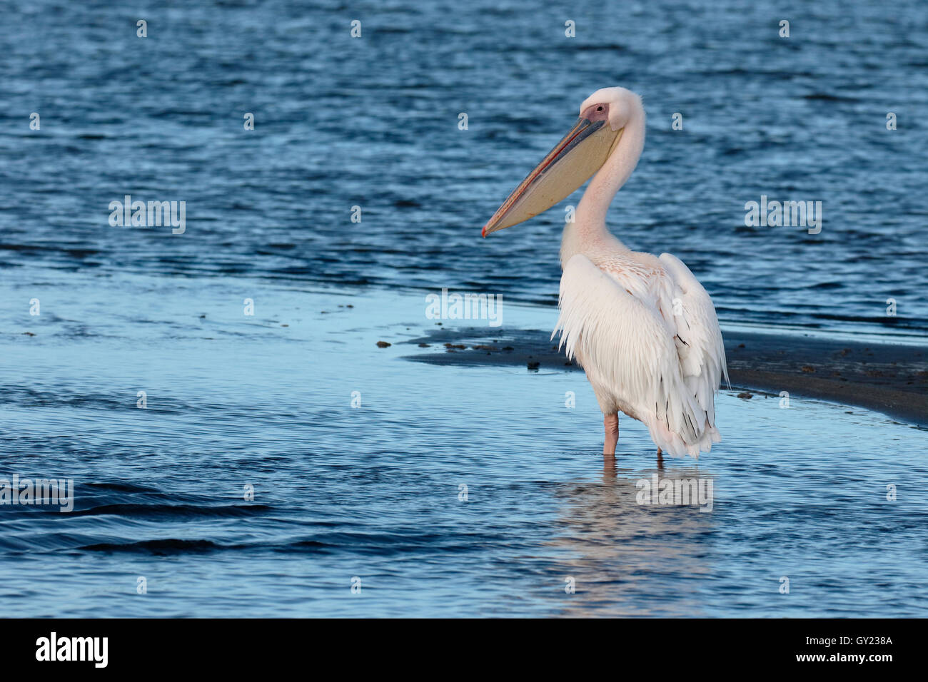 Eastern-white pelican, Pelecanus onocrotalus, single bird by water, South Africa, August 2016 Stock Photo