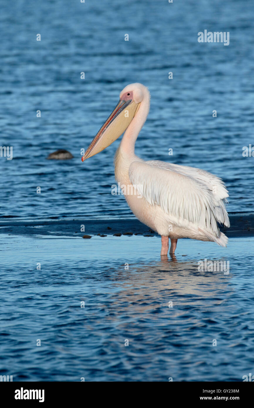 Eastern-white pelican, Pelecanus onocrotalus, single bird by water, South Africa, August 2016 Stock Photo