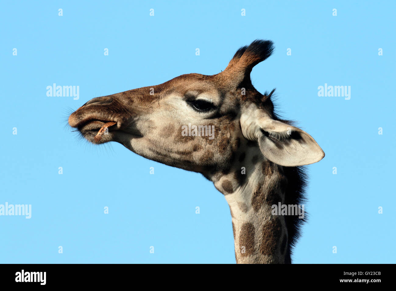 Giraffe, Giraffa camelopardalis, head shot, Namibia, August 2016 Stock Photo