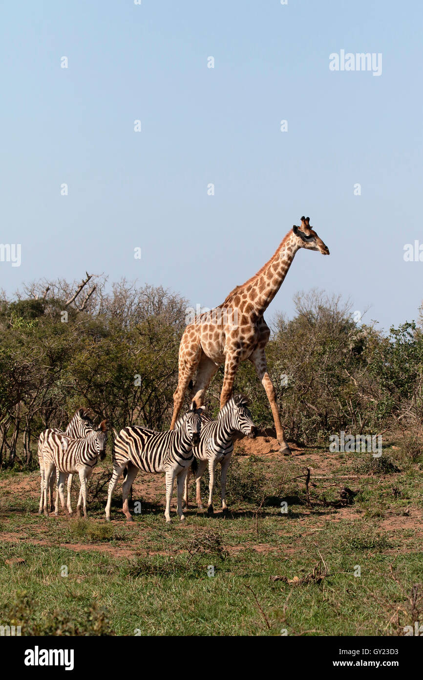 Giraffe, Giraffa camelopardalis, single mammal with plains zebra, Namibia, August 2016 Stock Photo