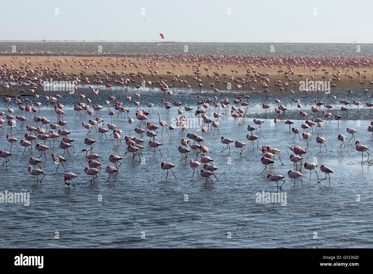 Greater flamingo, Phoenicopterus ruber, large flock at Walvis Bay, Namibia, August 2016 Stock Photo