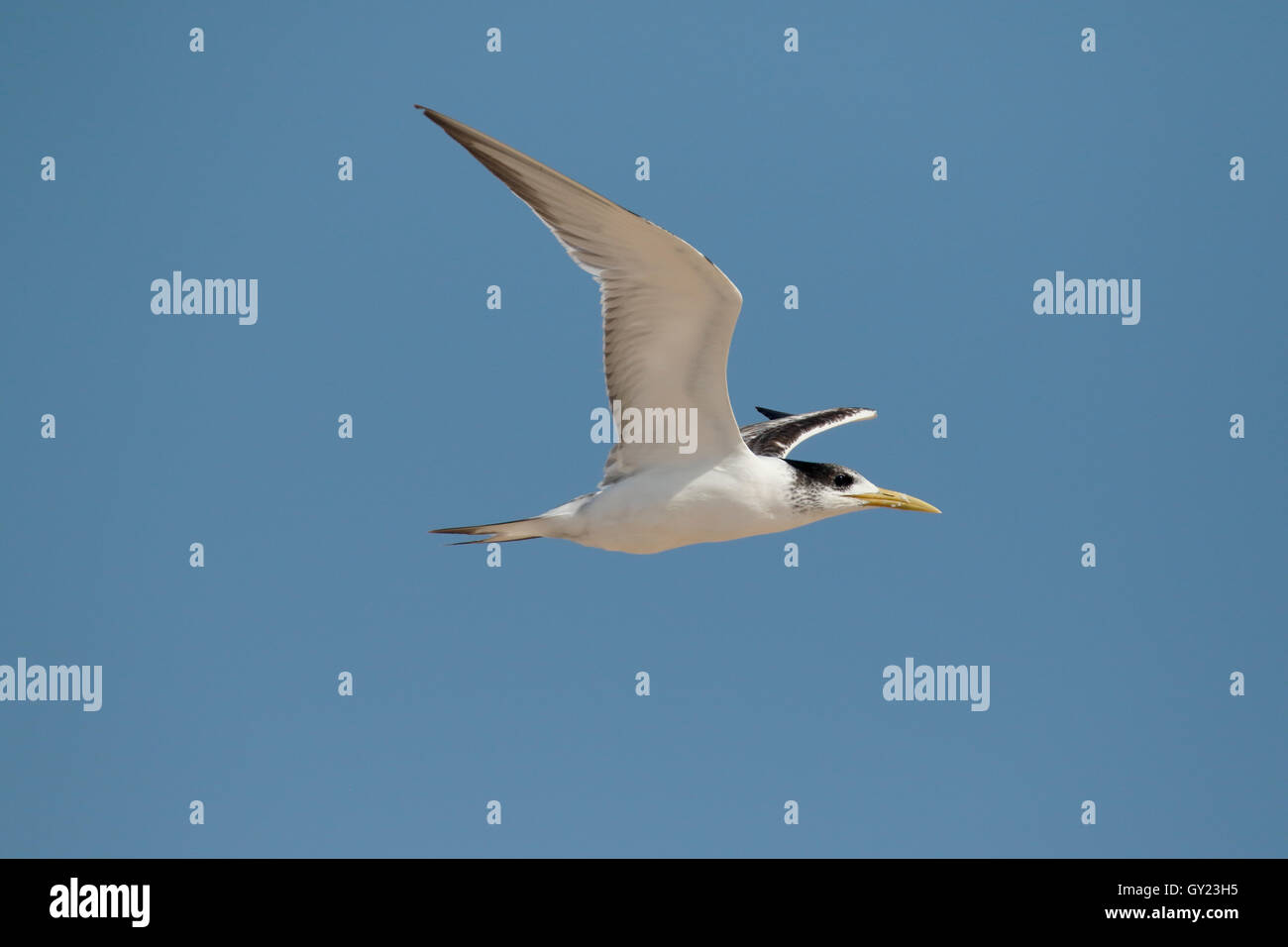 Greater-crested tern, Thalasseus bergii, single bird in flight, South Africa, August 2016 Stock Photo