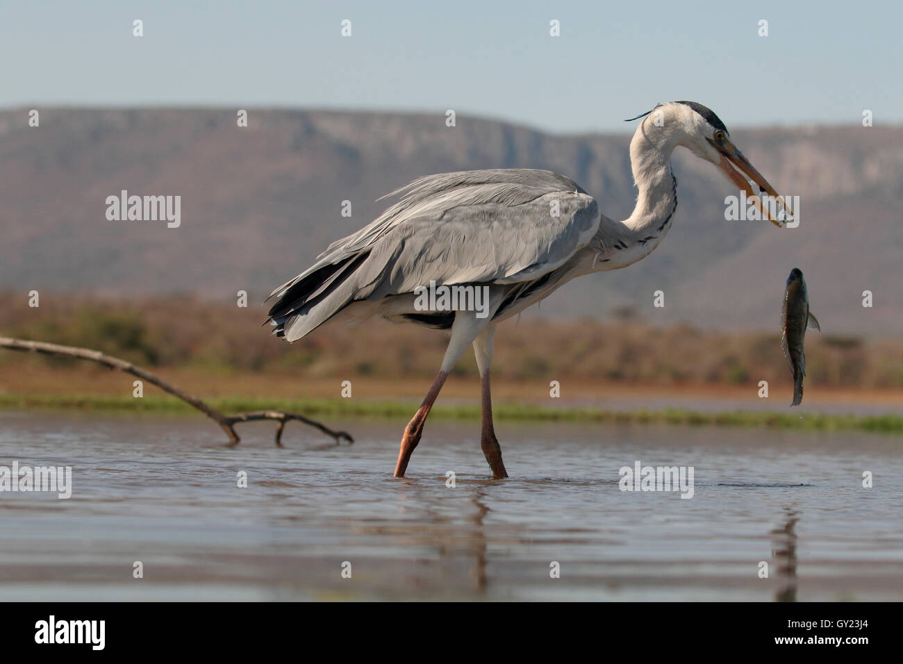 Grey heron, Ardea cinerea, single bird with fish in water,  South Africa, August 2016 Stock Photo