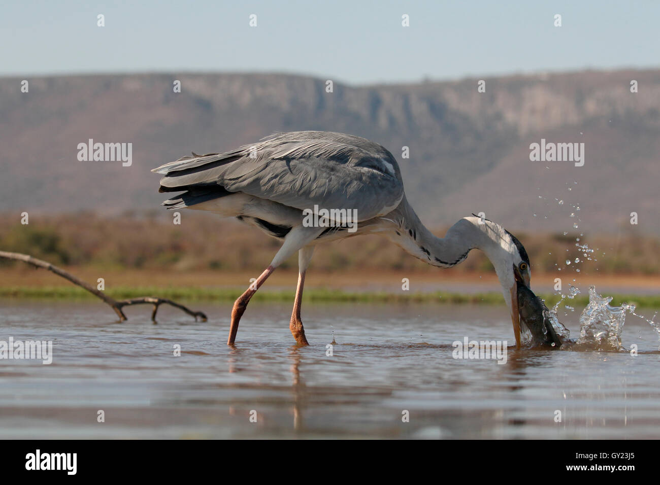 Grey heron, Ardea cinerea, single bird with fish in water,  South Africa, August 2016 Stock Photo