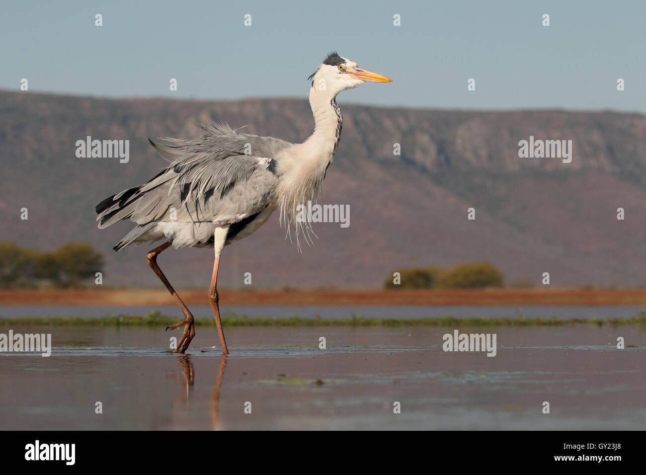 Grey heron, Ardea cinerea, single bird in water,  South Africa, August 2016 Stock Photo
