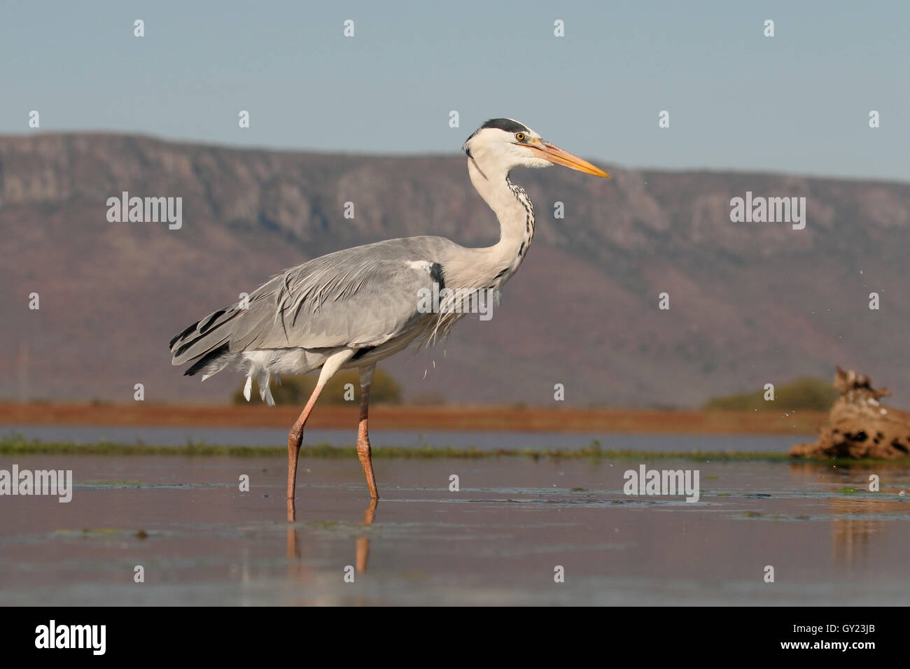 Grey heron, Ardea cinerea, single bird in water,  South Africa, August 2016 Stock Photo