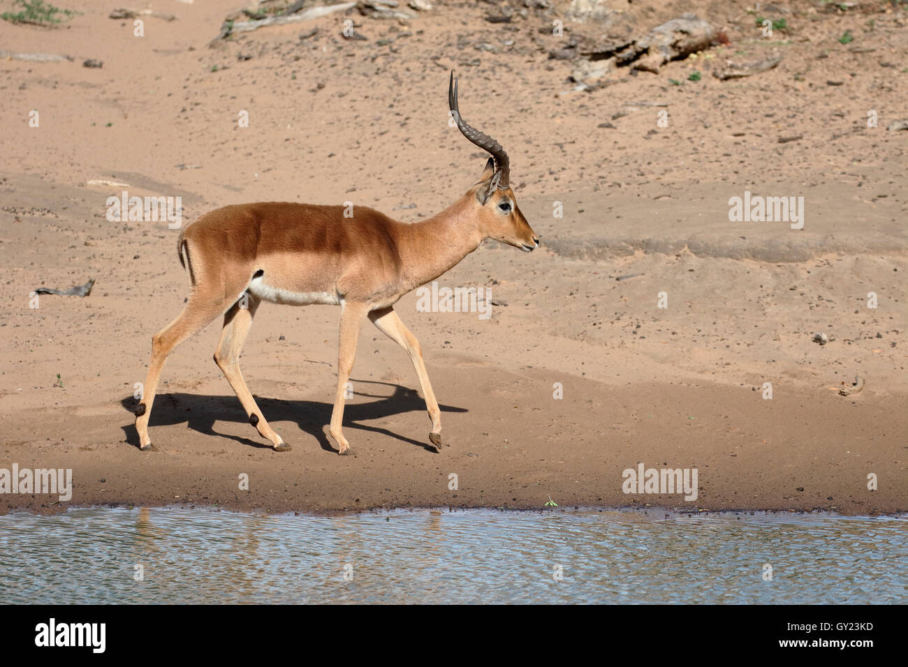 Impala, Aeplyceros melampus, single mammal,  South Africa, August 2016 Stock Photo