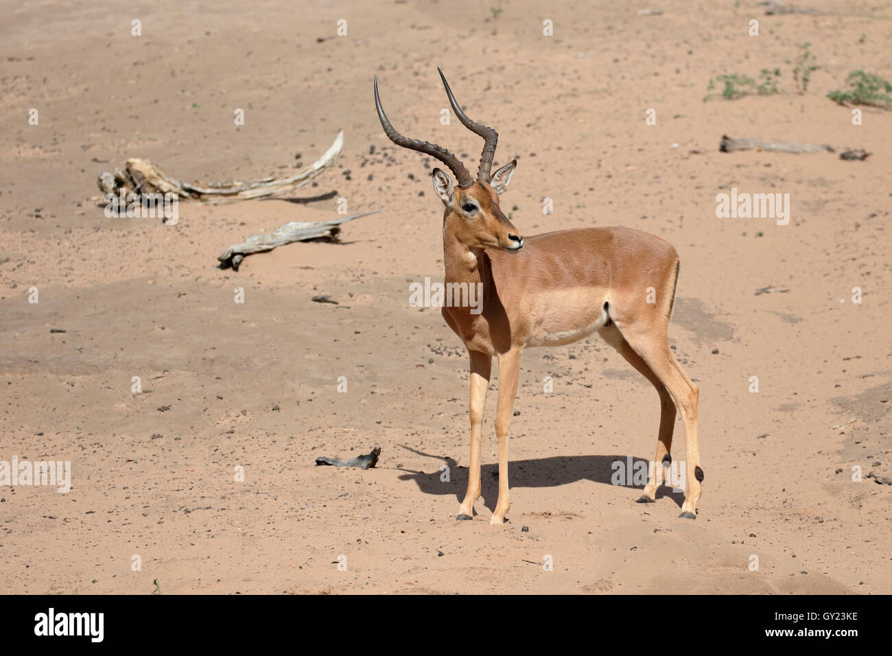 Impala, Aeplyceros melampus, single mammal,  South Africa, August 2016 Stock Photo