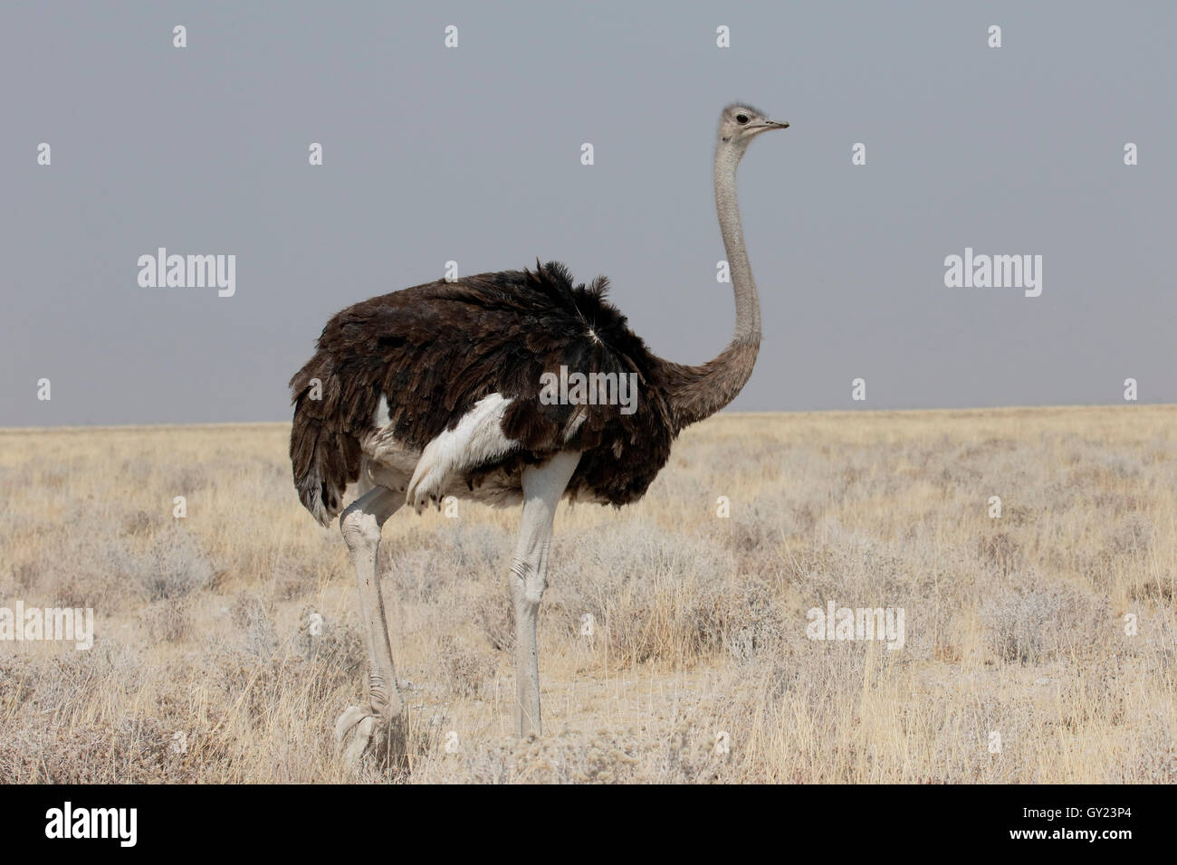 Ostrich, Struthio camelus, single male, Namibia, August 2016 Stock Photo