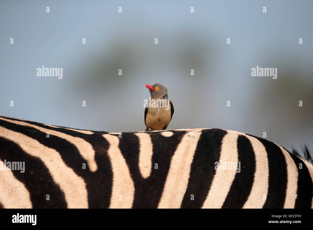 Red-billed oxpecker, Buphagus erythrorhynchus, single bird on zebra, South Africa, August 2016 Stock Photo
