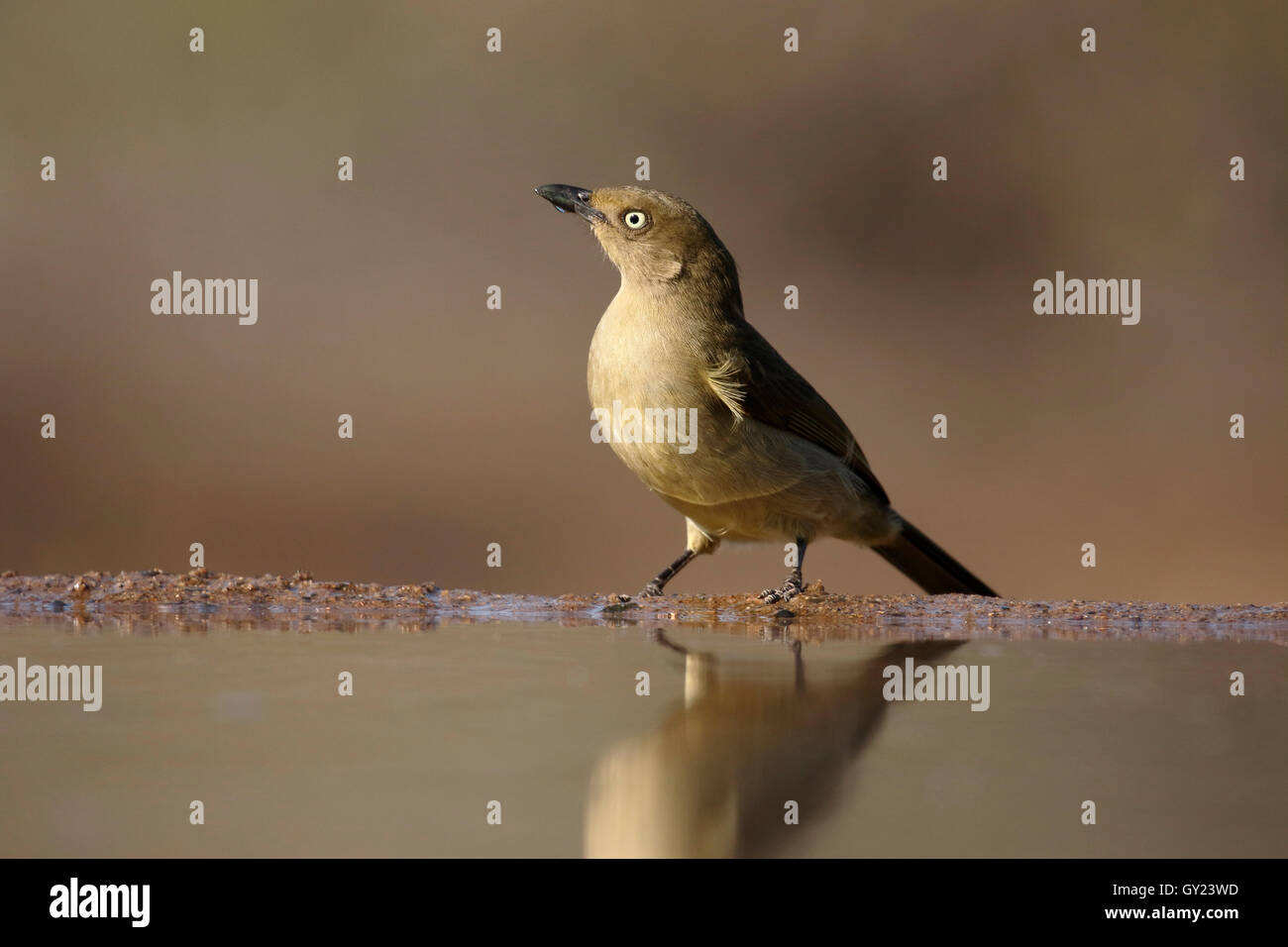 Sombre greenbul, Andropadus importunus, single bird by water, South Africa, August 2016 Stock Photo