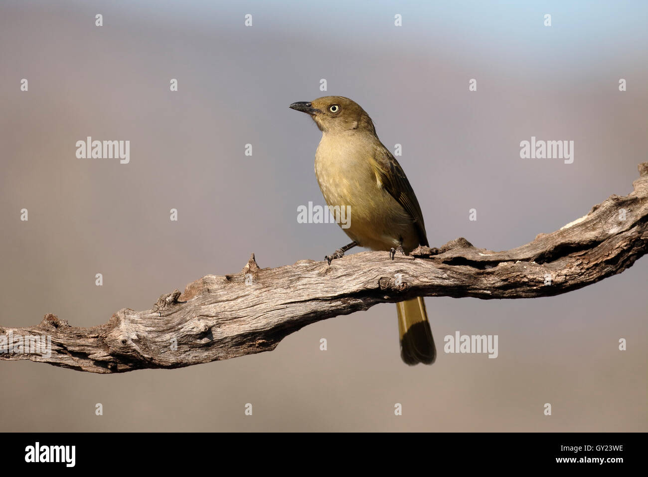 Sombre greenbul, Andropadus importunus, single bird on branch, South Africa, August 2016 Stock Photo