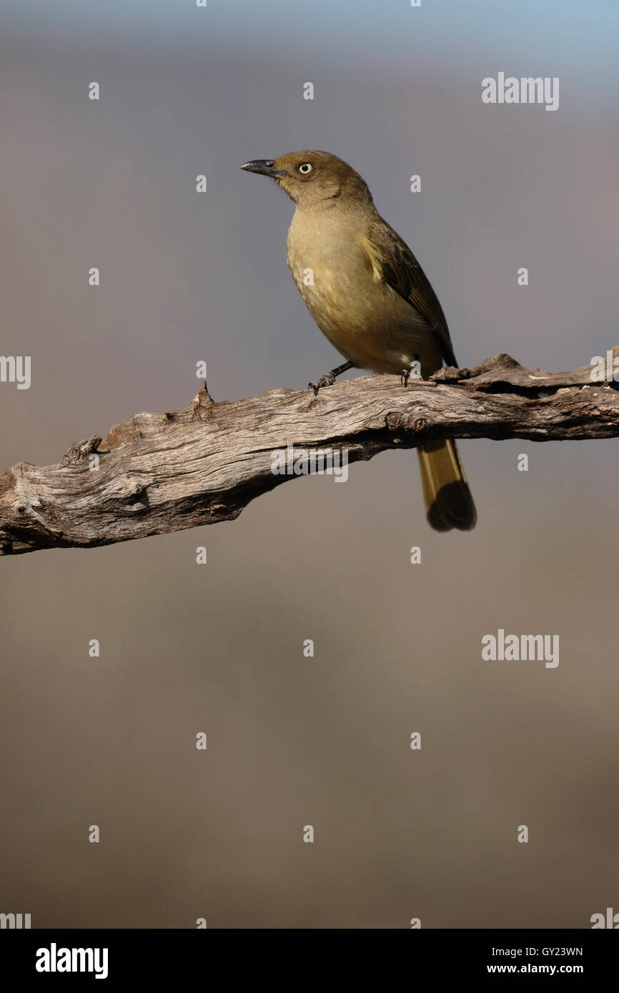 Sombre greenbul, Andropadus importunus, single bird on branch, South Africa, August 2016 Stock Photo