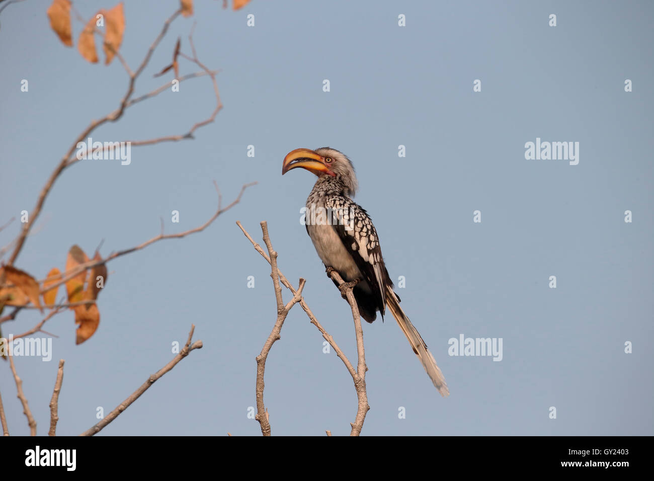 Southern yellow-billed hornbill, Tockus leucomelas, single bird on branch, South Africa, August 2016 Stock Photo
